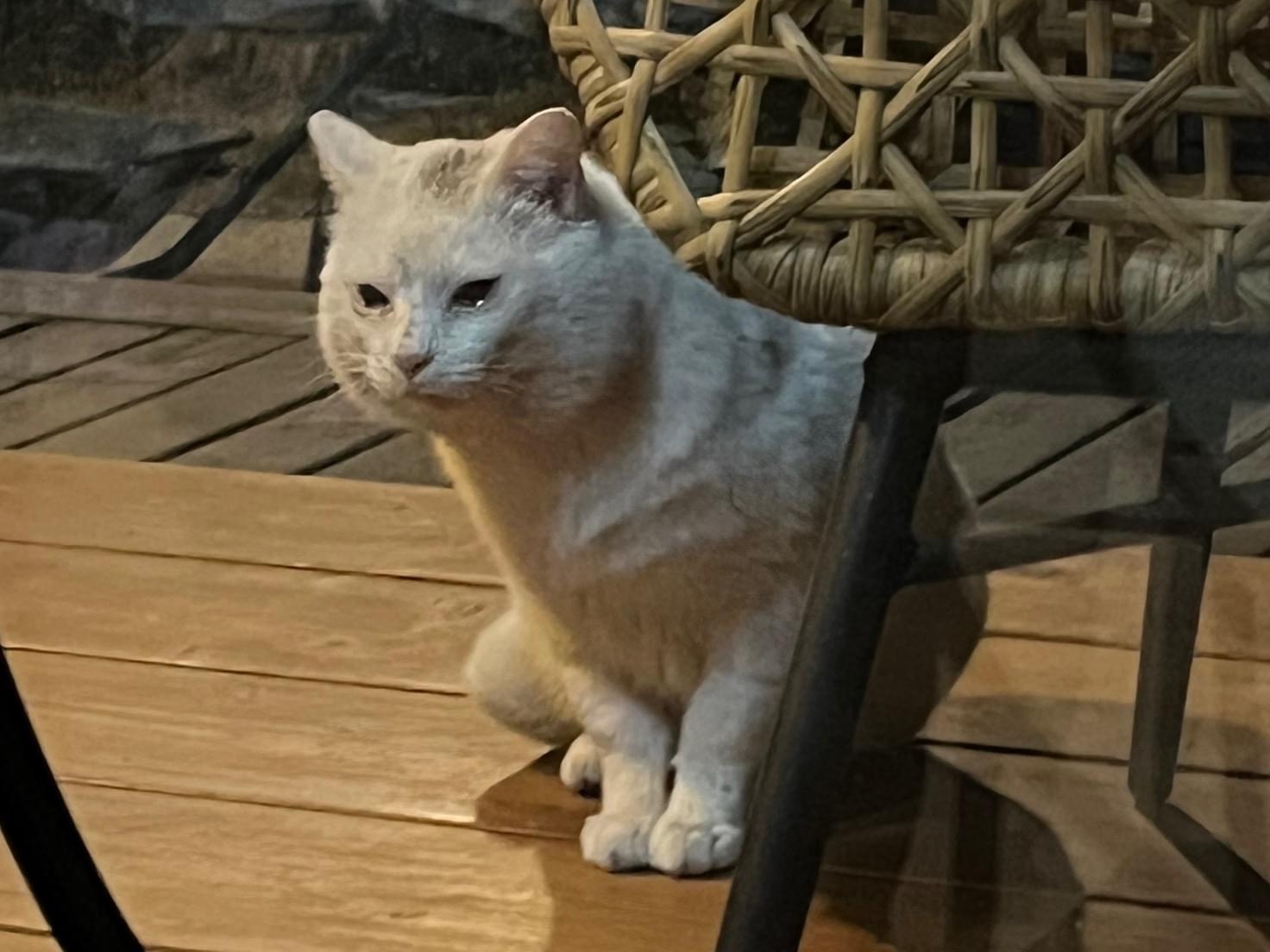 目撃された猫 目撃された猫