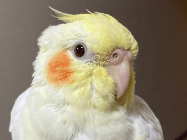 ピーちゃん ピーちゃん