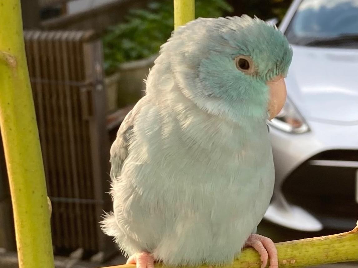 シーちゃん シーちゃん