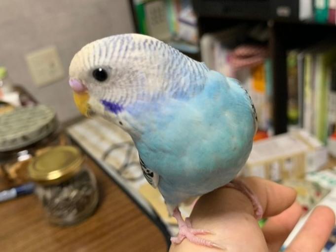 ちょーすけちゃん ちょーすけちゃん