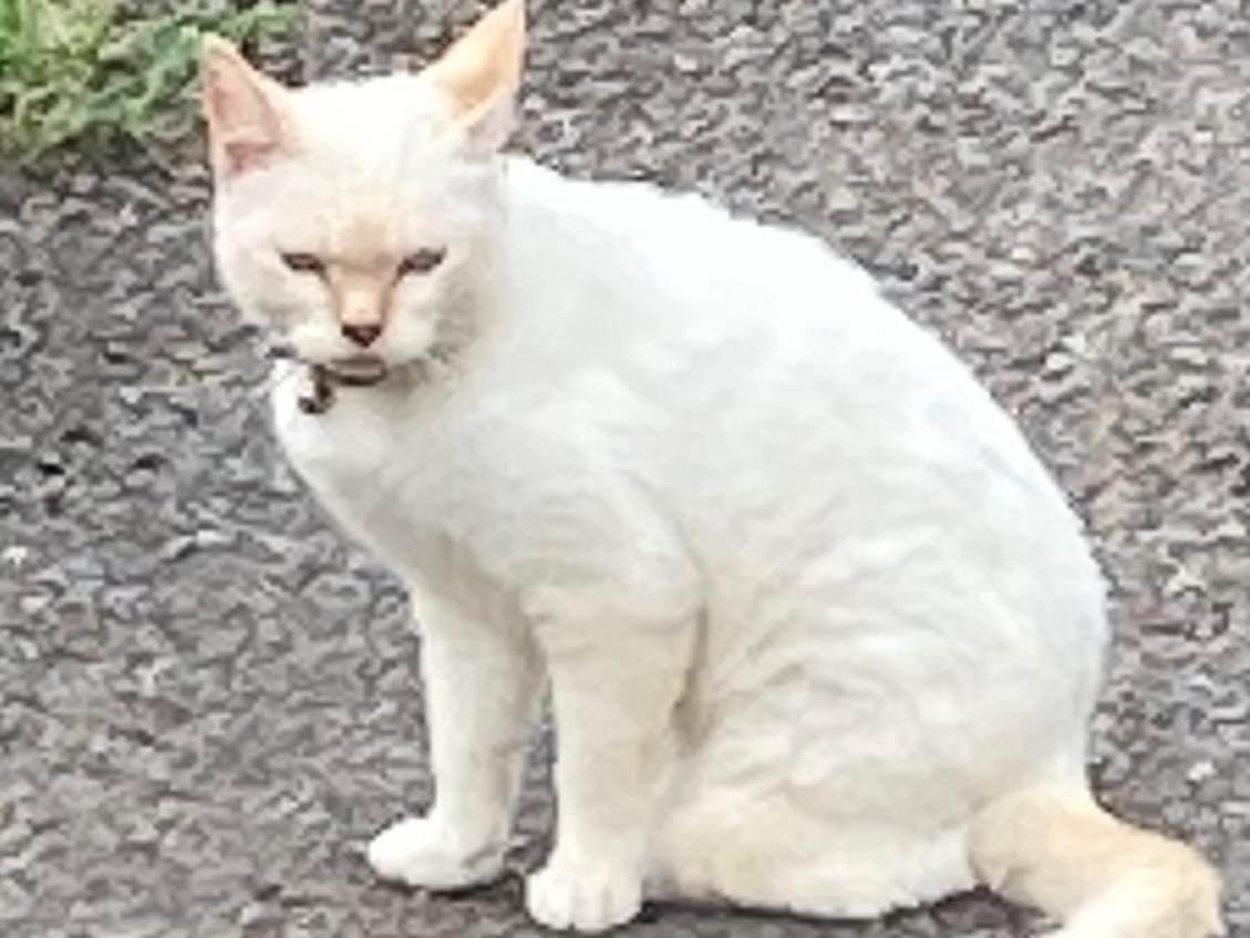 目撃された猫 目撃された猫