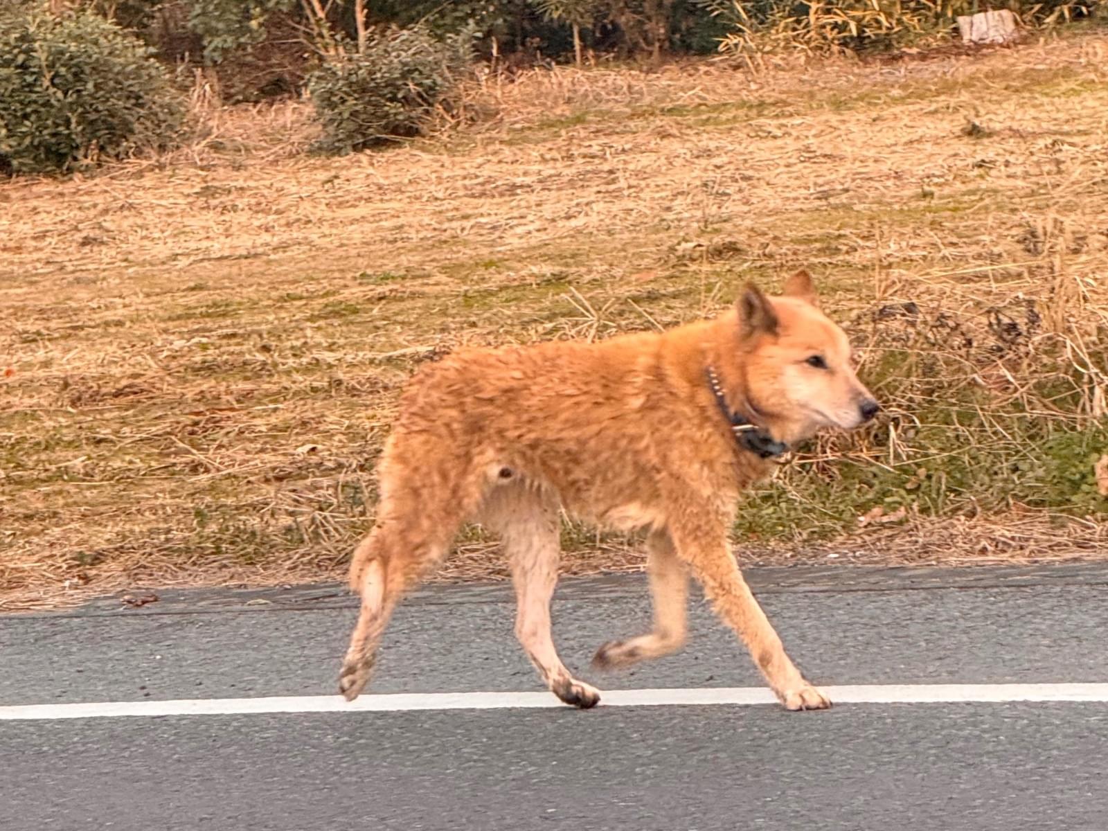 目撃された犬 目撃された犬