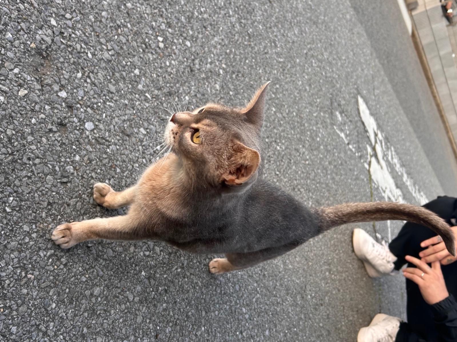 目撃された猫