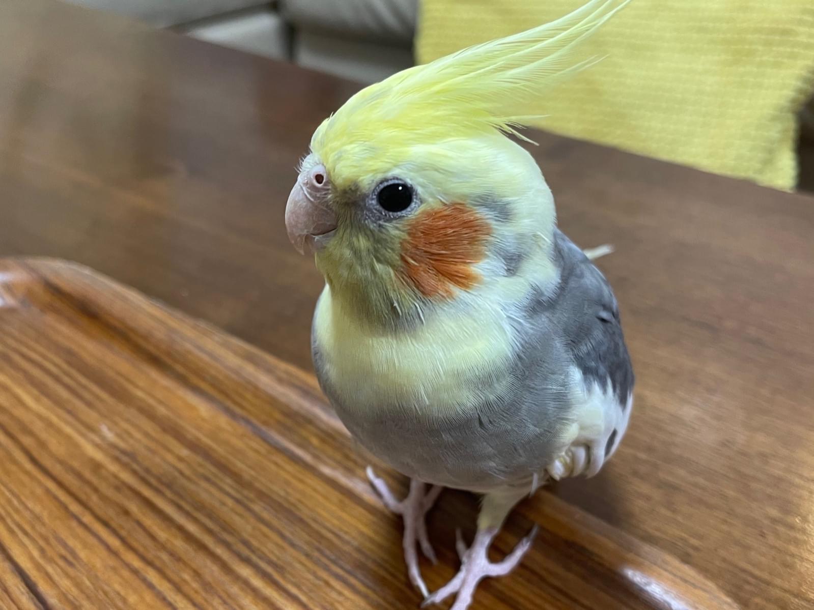 ちくわちゃん ちくわちゃん
