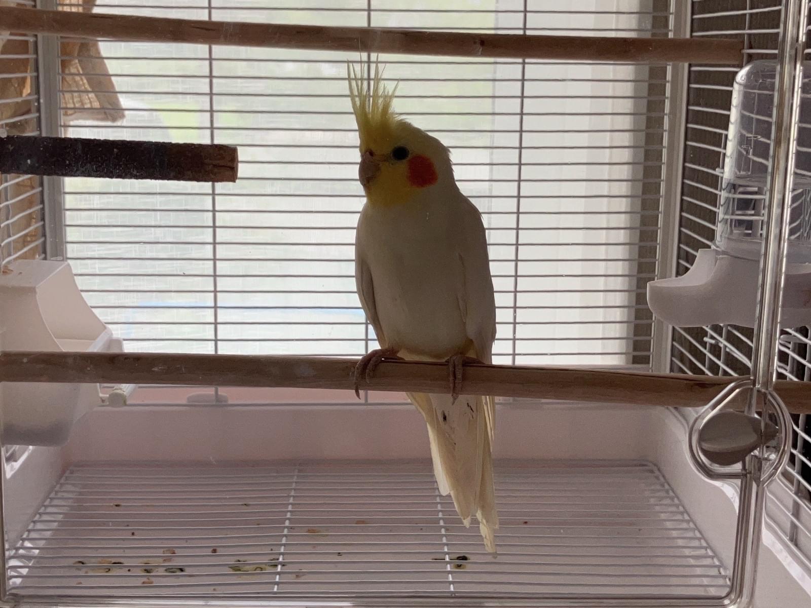 保護された鳥 保護された鳥