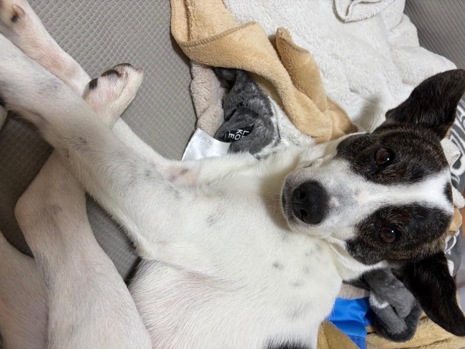 保護された犬