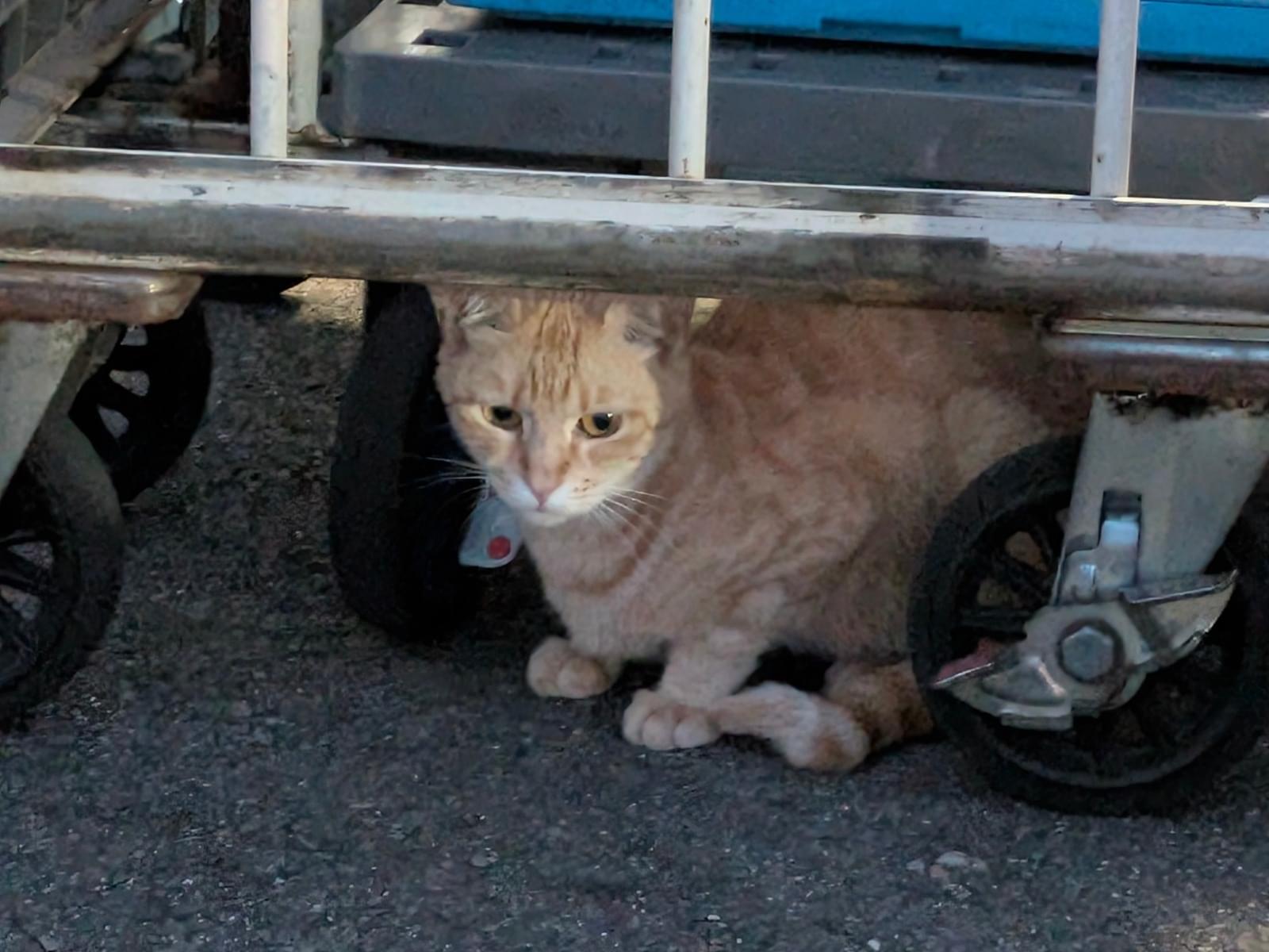 目撃された猫 目撃された猫