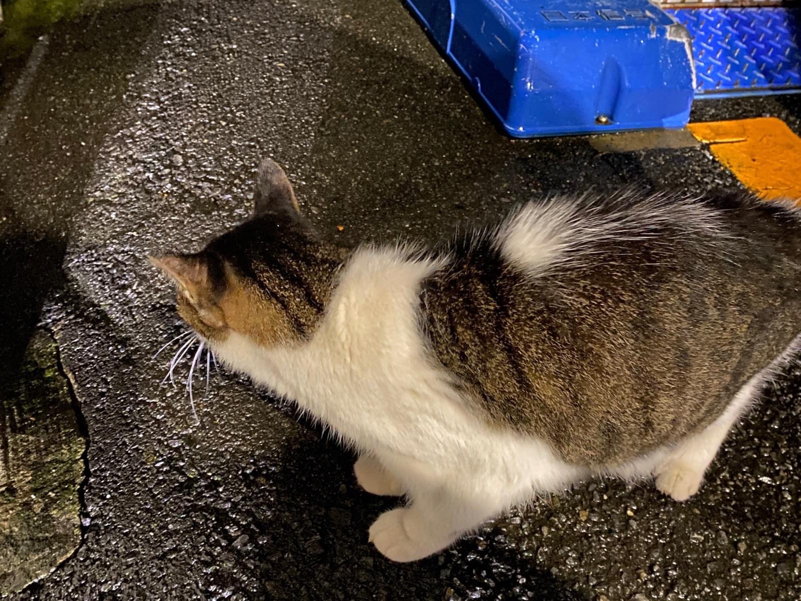 目撃された猫 目撃された猫