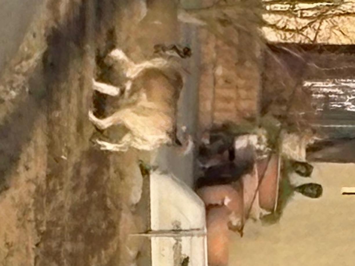 目撃された犬 目撃された犬