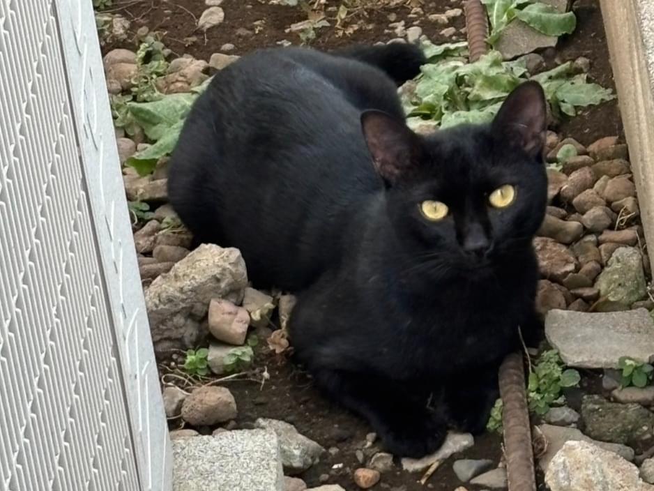 保護された猫 保護された猫