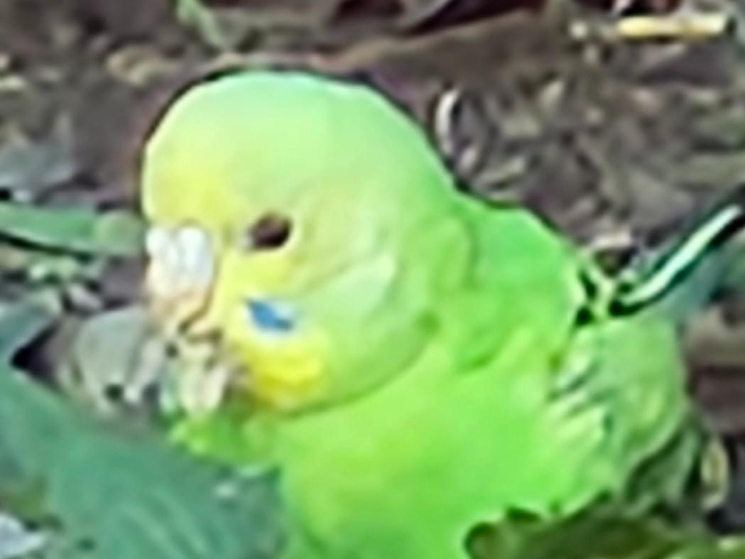 目撃された鳥 目撃された鳥