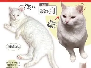 横浜で白猫探してます
