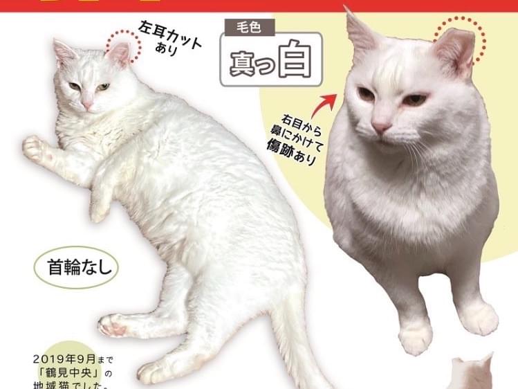 しっぽうちゃん しっぽうちゃん