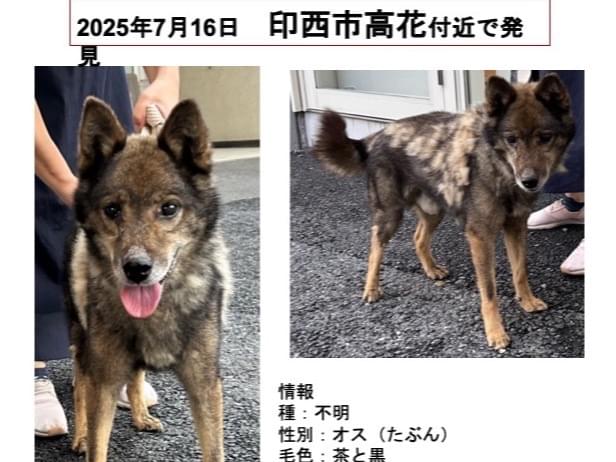 目撃された犬 目撃された犬