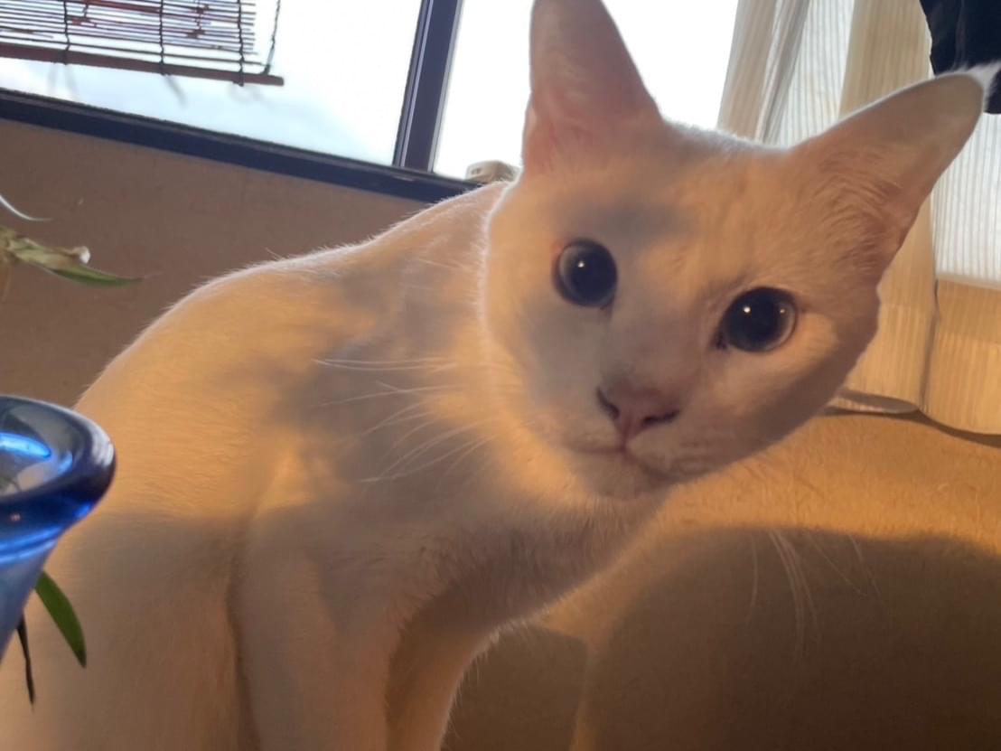 レオちゃん レオちゃん