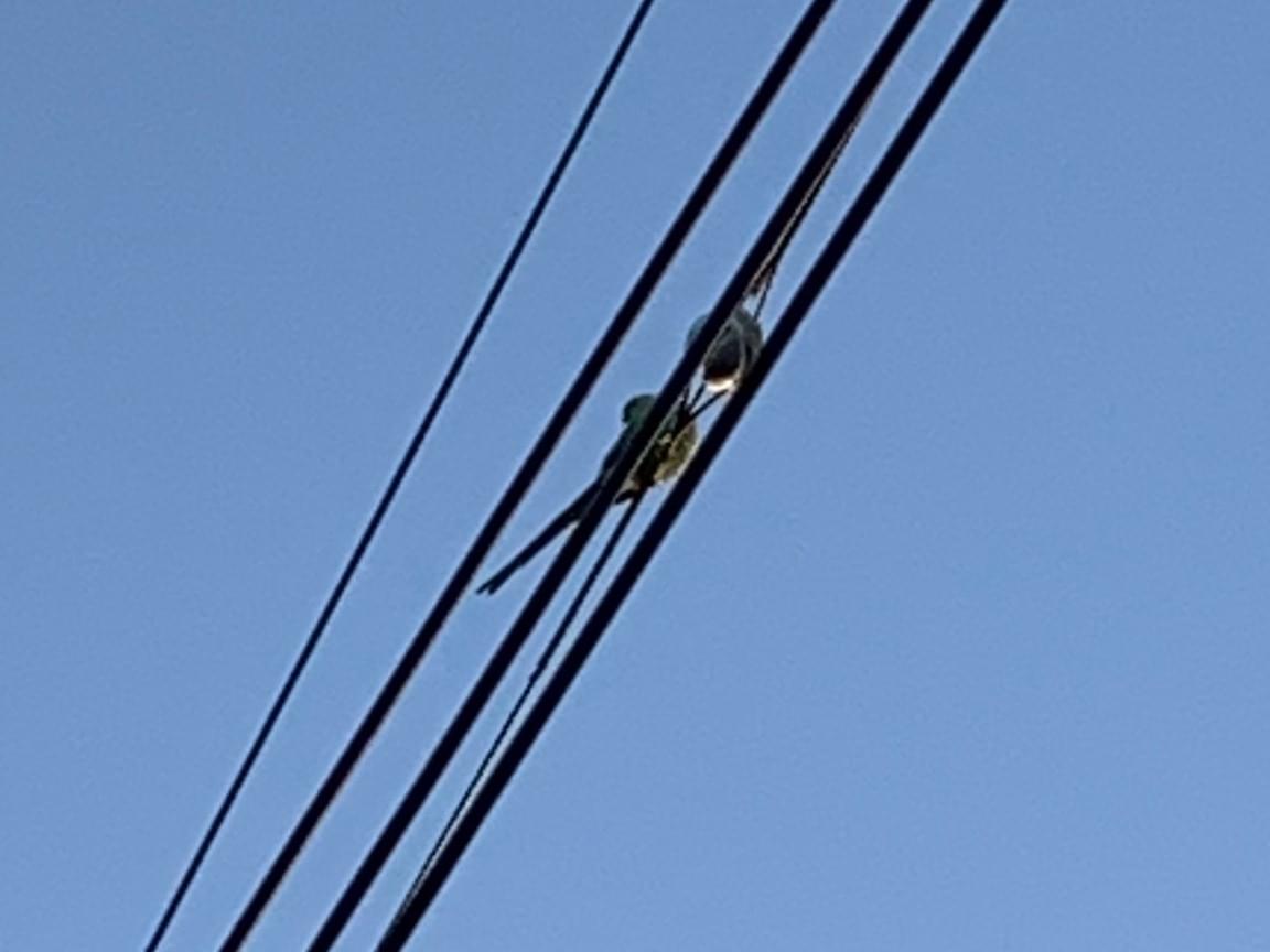 目撃された鳥 目撃された鳥