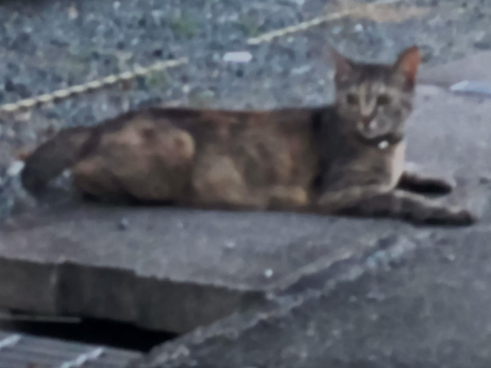 目撃された猫 目撃された猫