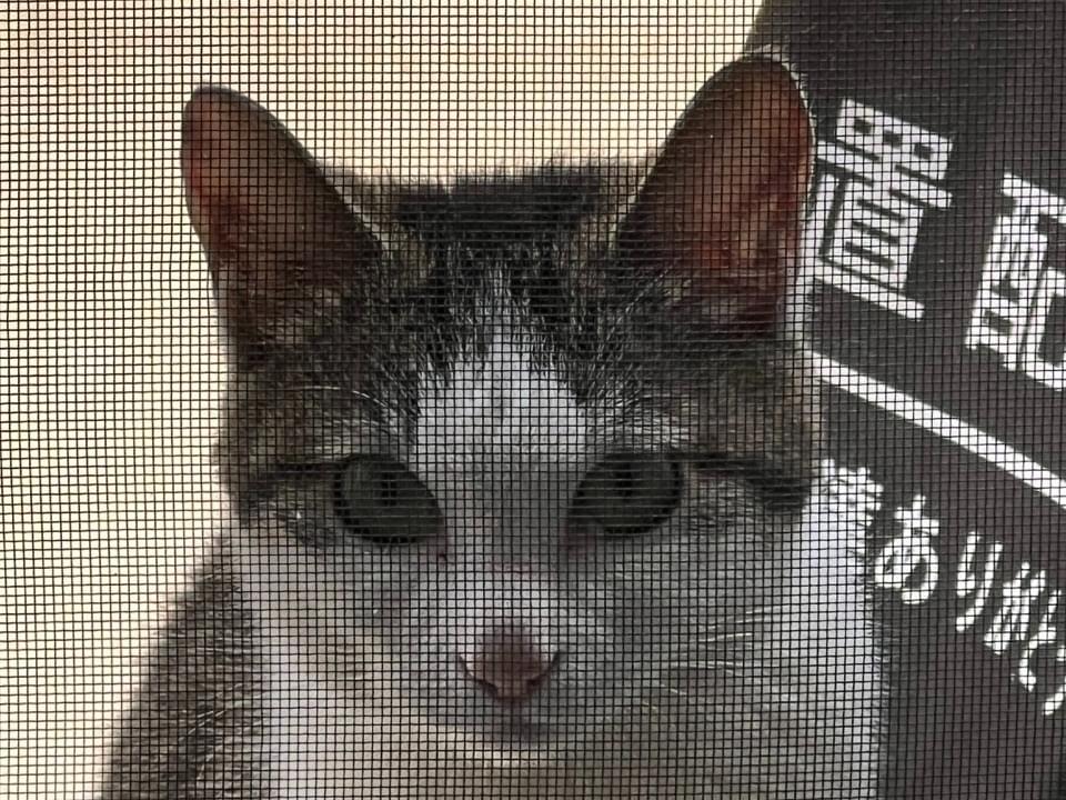 目撃された猫