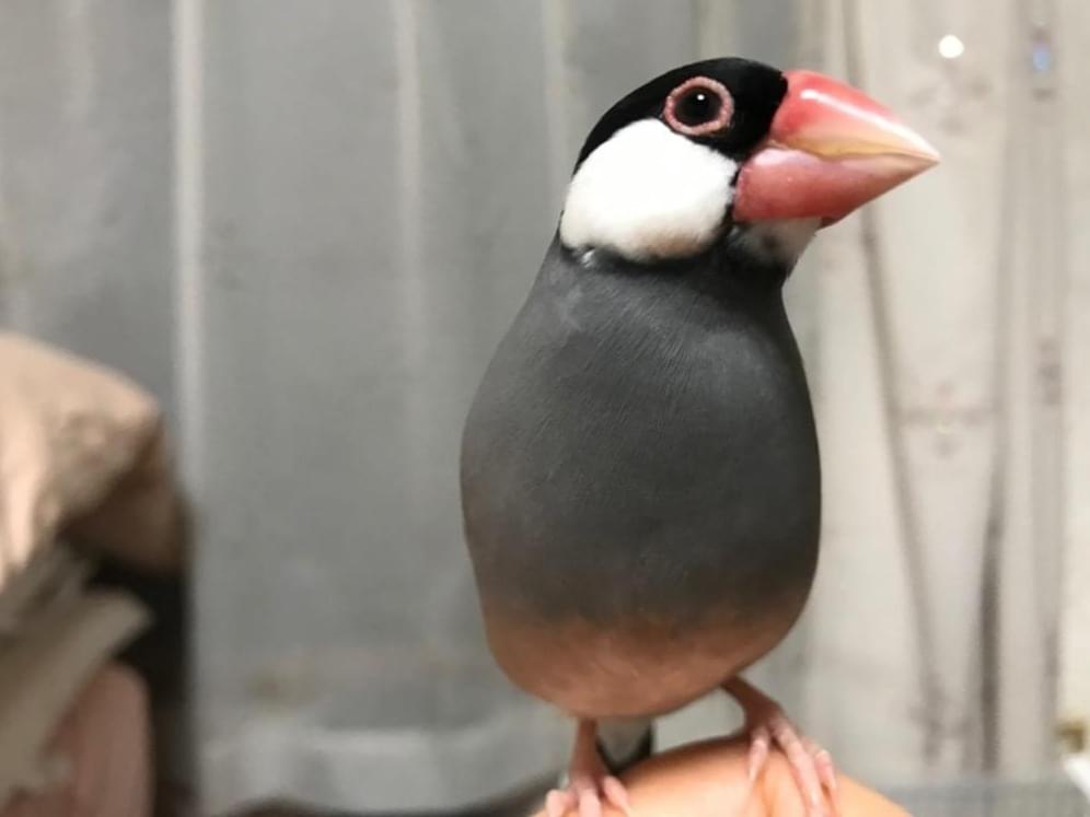 ちび太ちゃん ちび太ちゃん