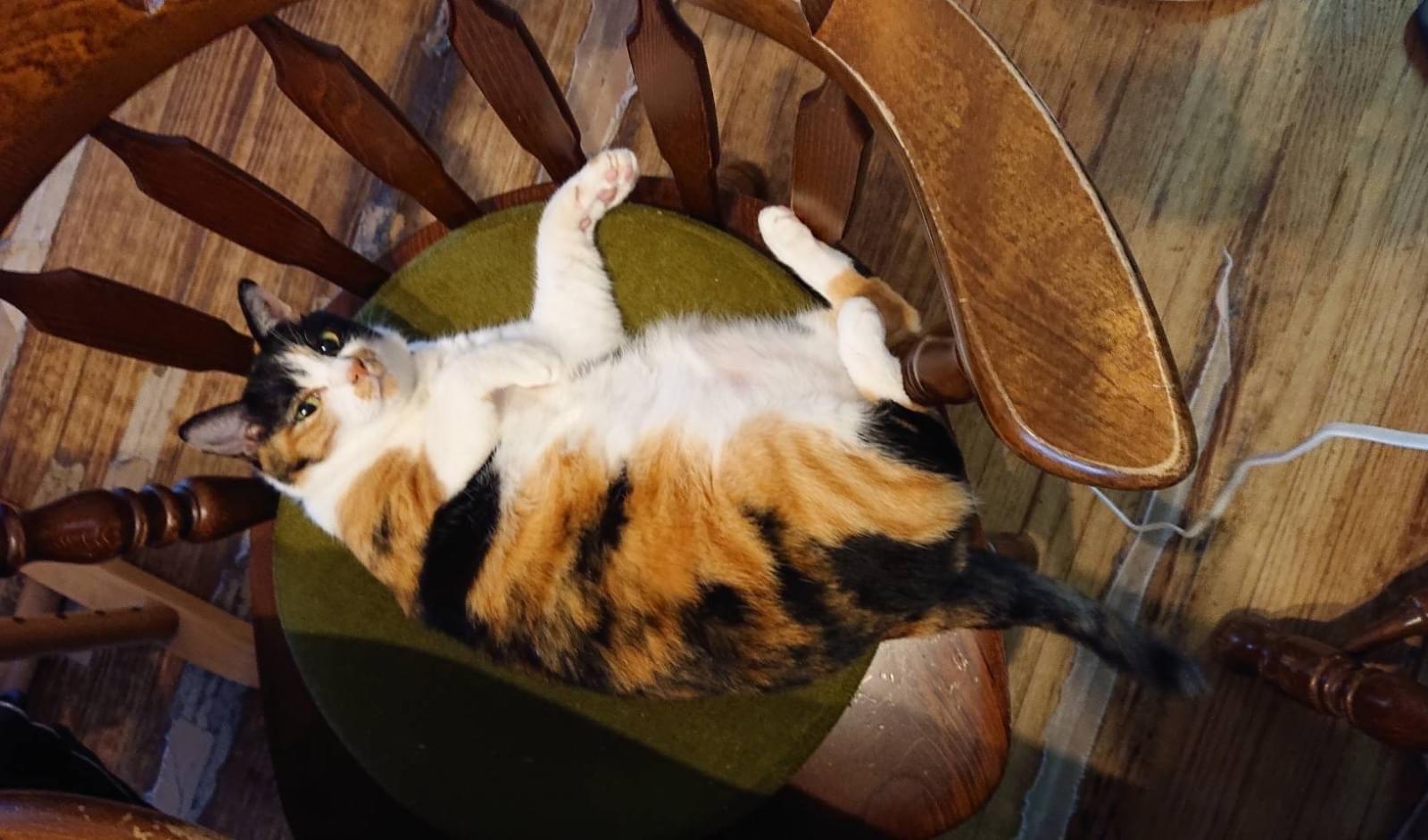 三毛猫~断捨離中~（感謝） 投稿させて頂いていた迷子猫見つかりました！ おうちに居た