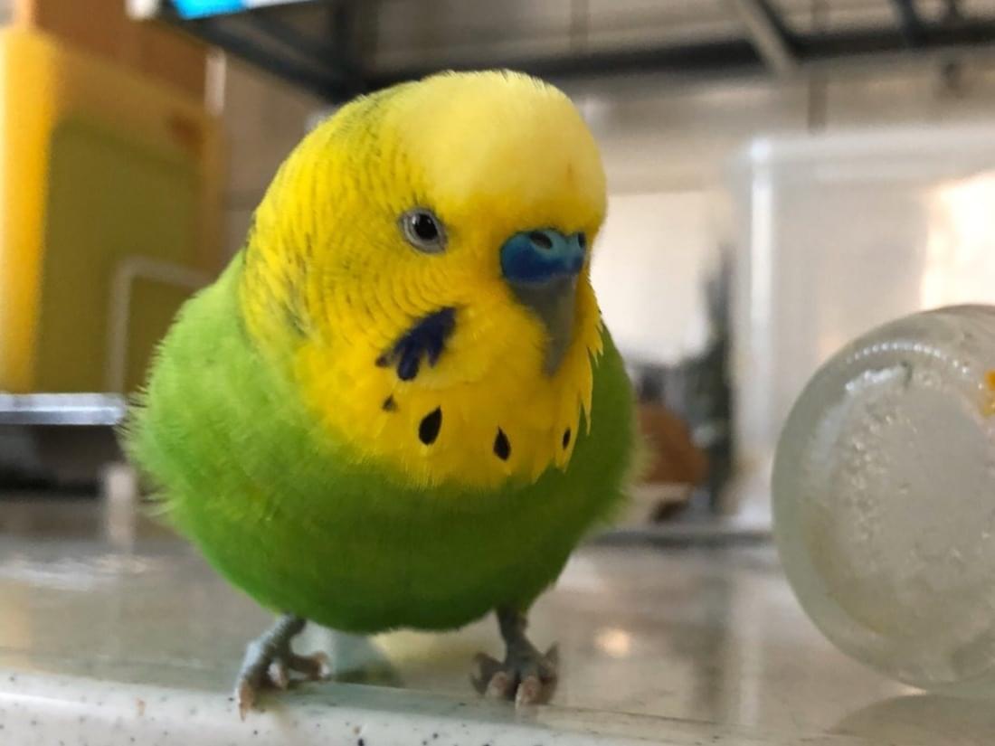 きいちゃん きいちゃん