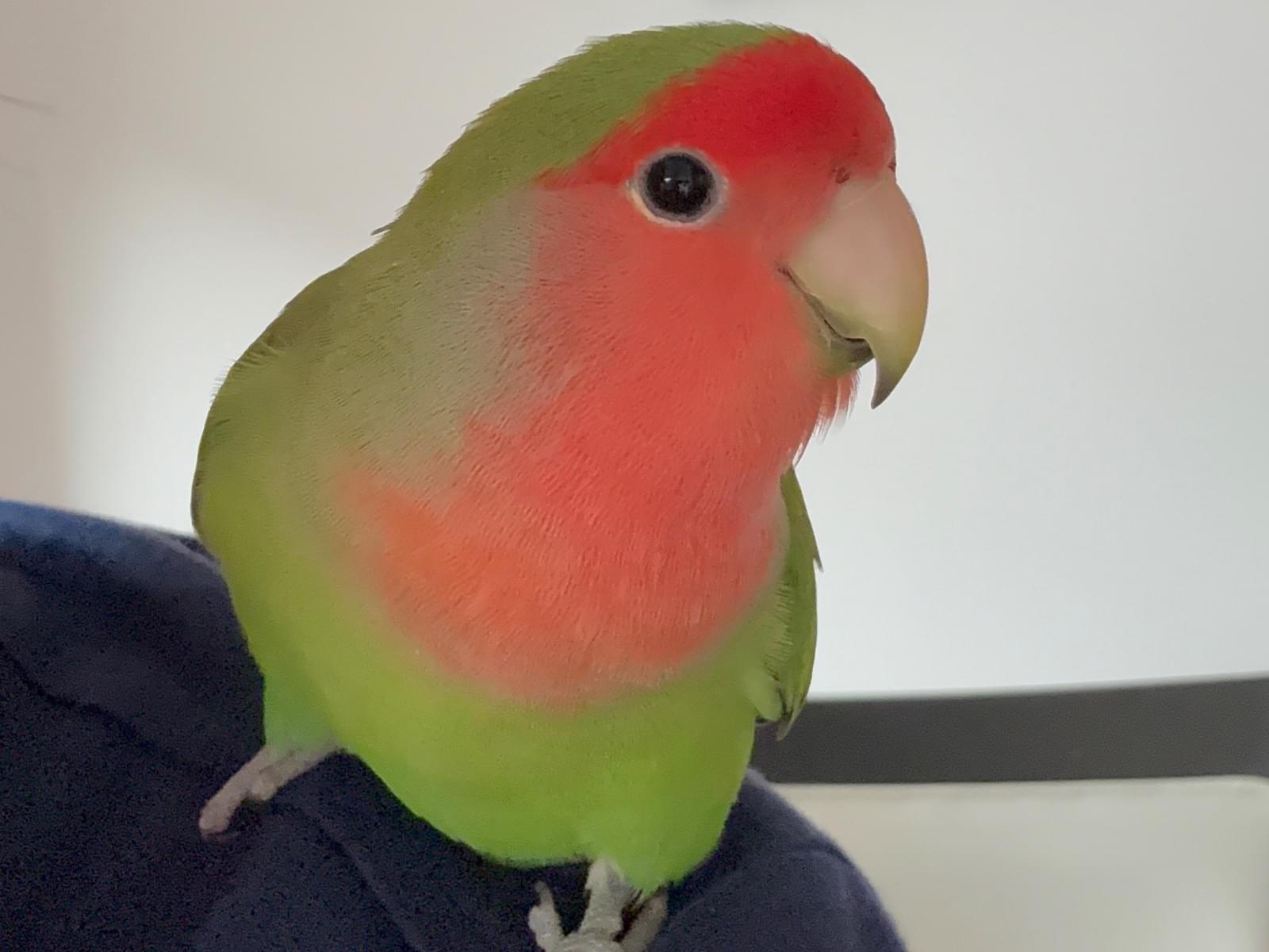 ぺこちゃん ぺこちゃん