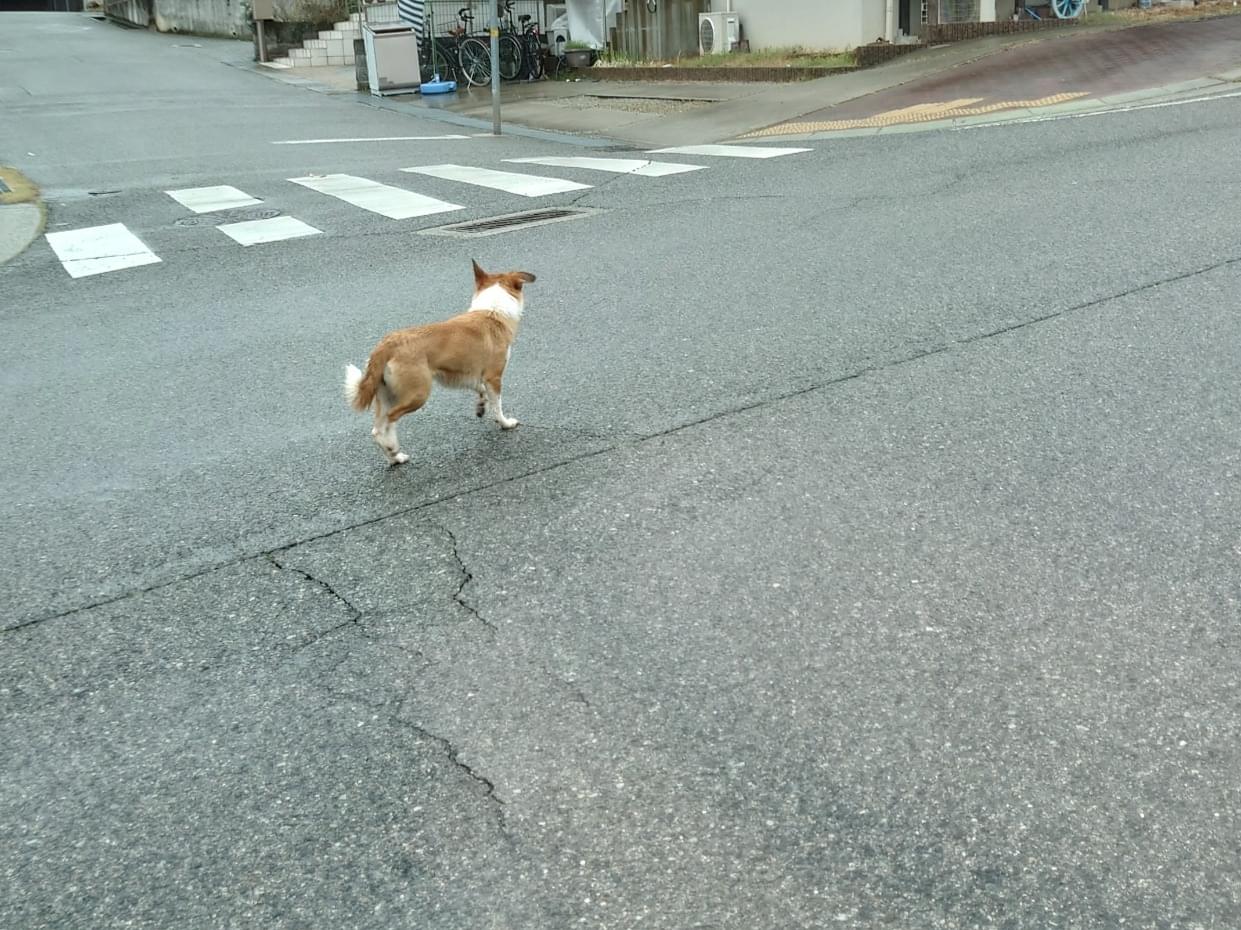 目撃された犬 目撃された犬