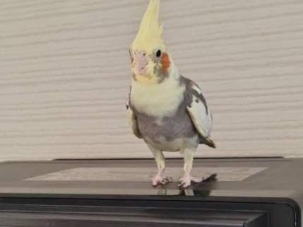 チョコちゃん チョコちゃん