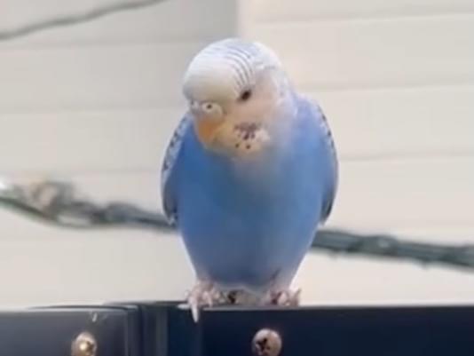 保護された鳥 保護された鳥