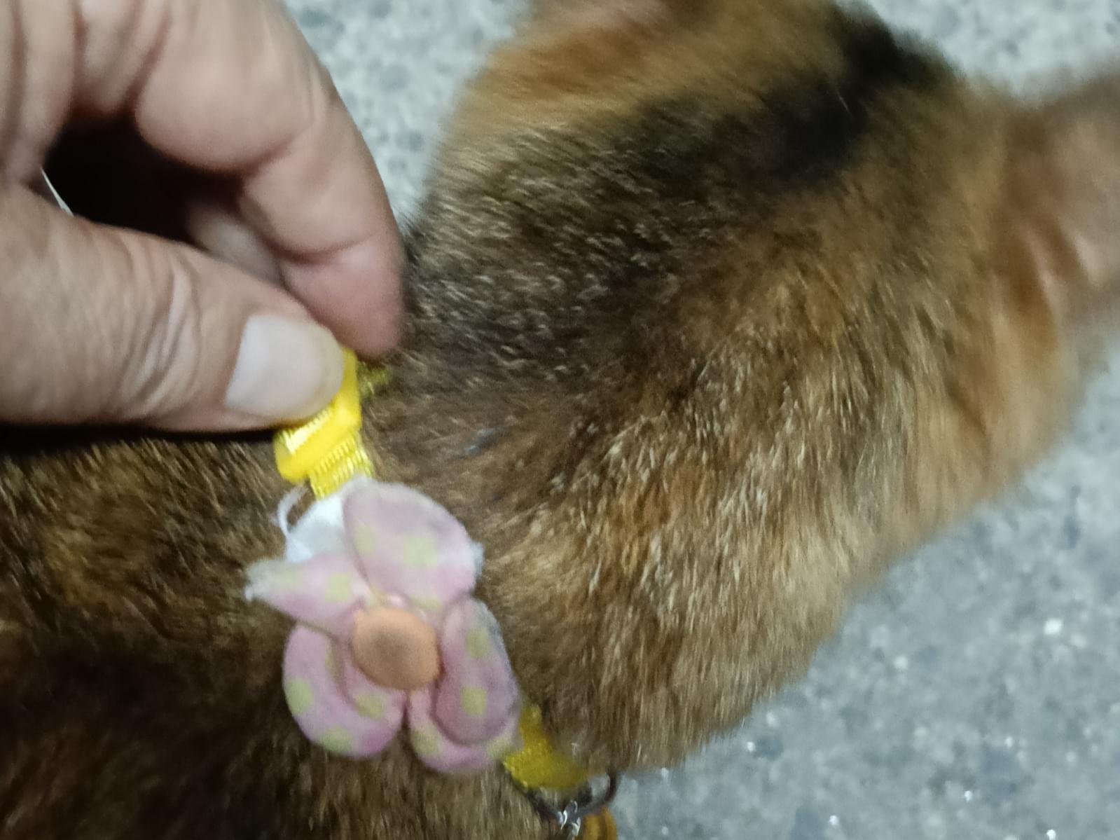 目撃された猫 目撃された猫