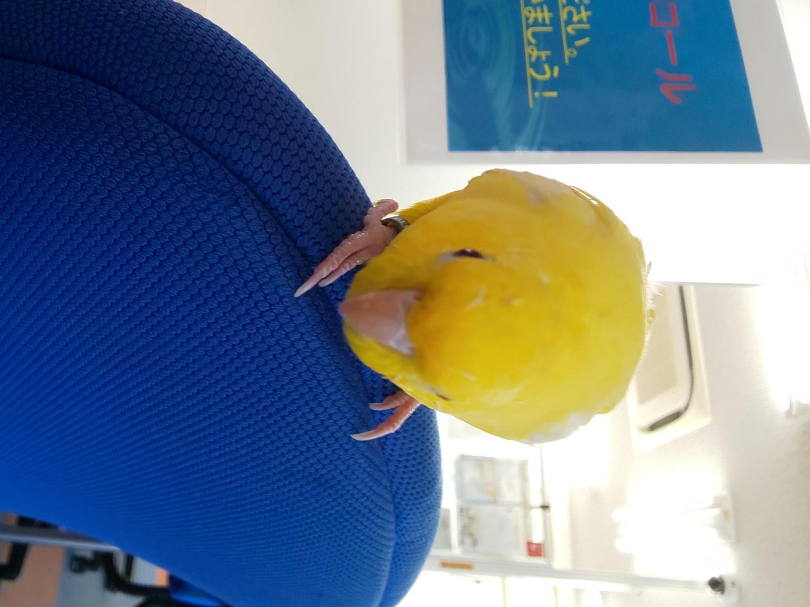 保護された鳥 保護された鳥