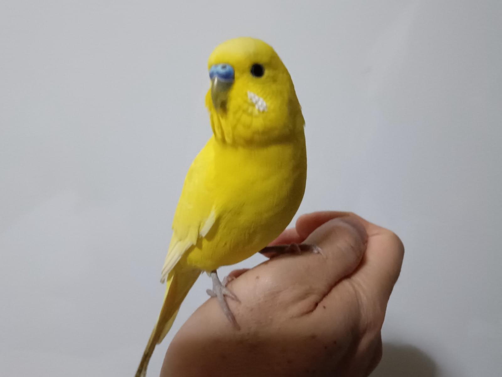 ピノちゃん ピノちゃん