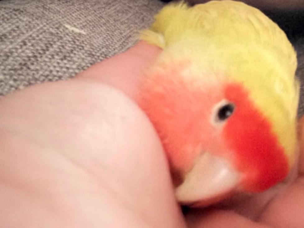 さくらちゃん さくらちゃん