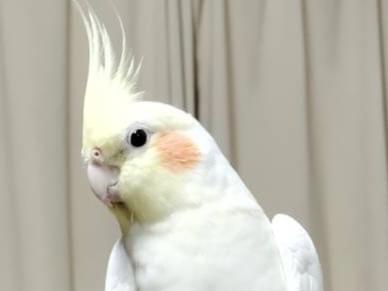 ピーちゃん ピーちゃん