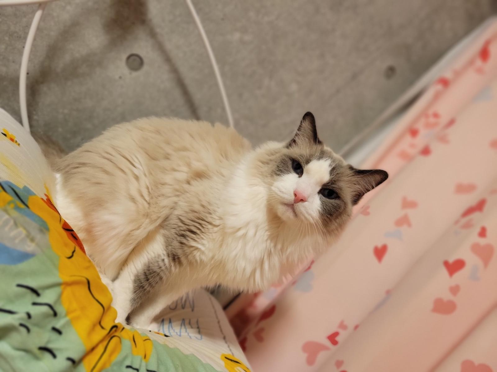 はんぺんちゃん はんぺんちゃん