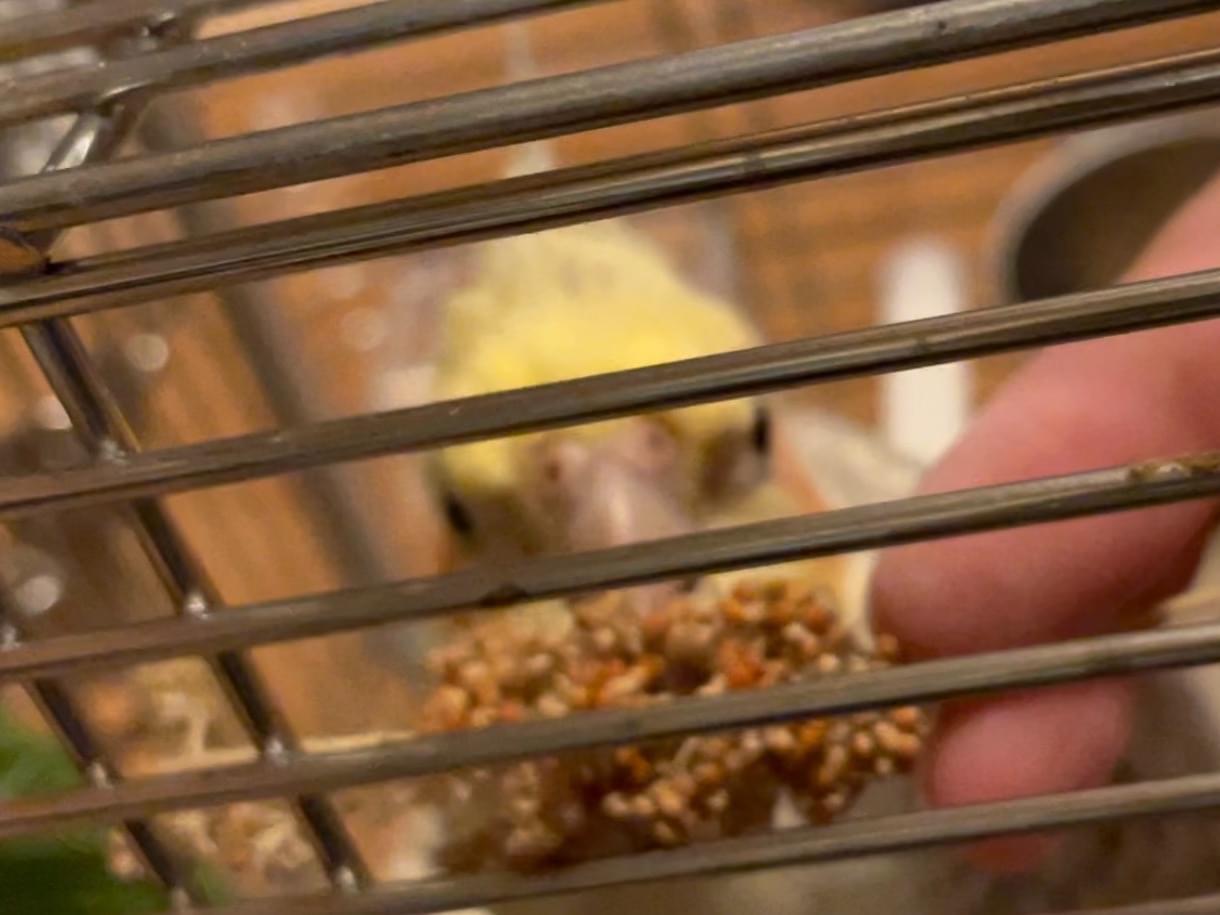保護された鳥 保護された鳥
