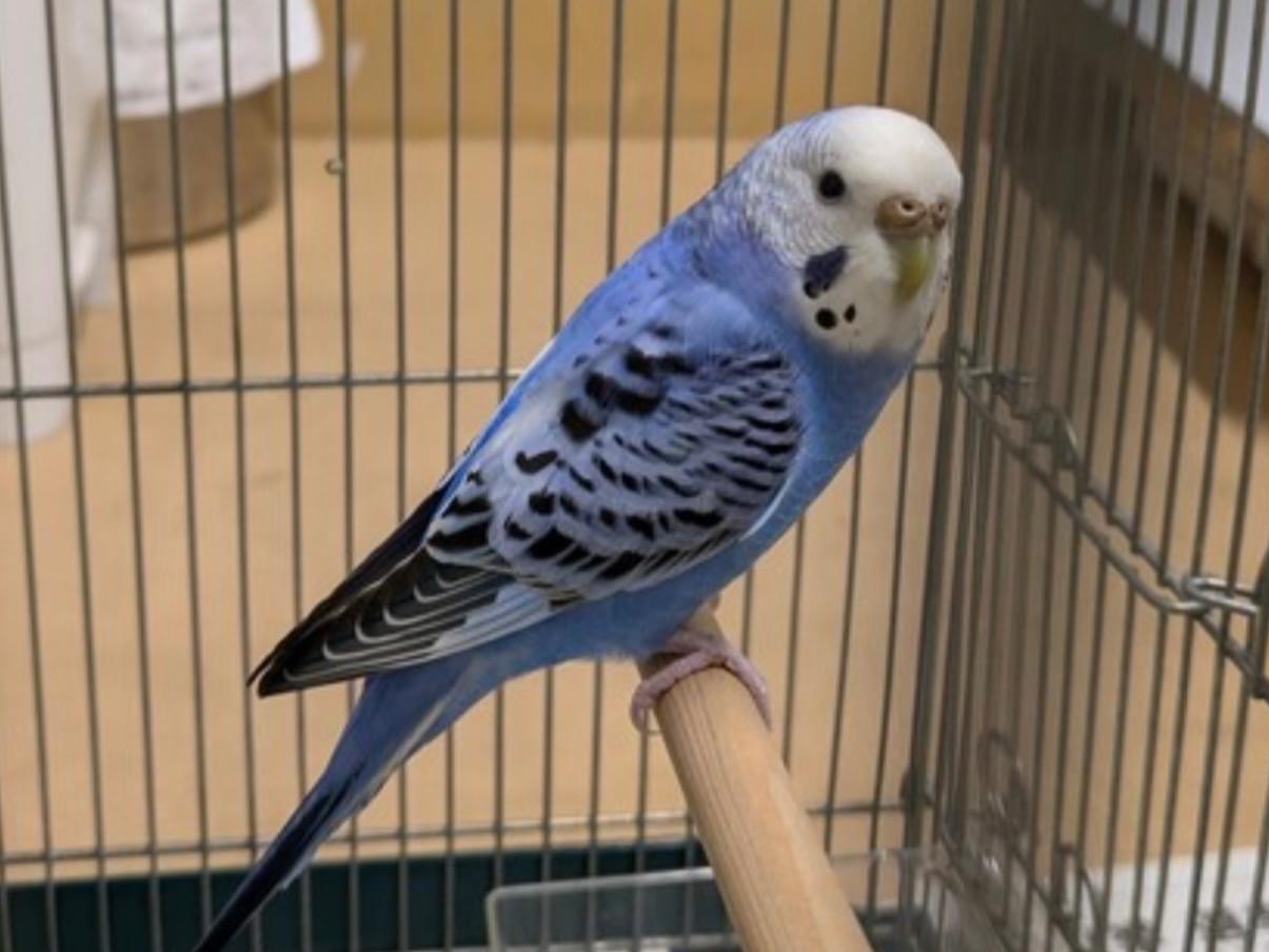 保護された鳥 保護された鳥