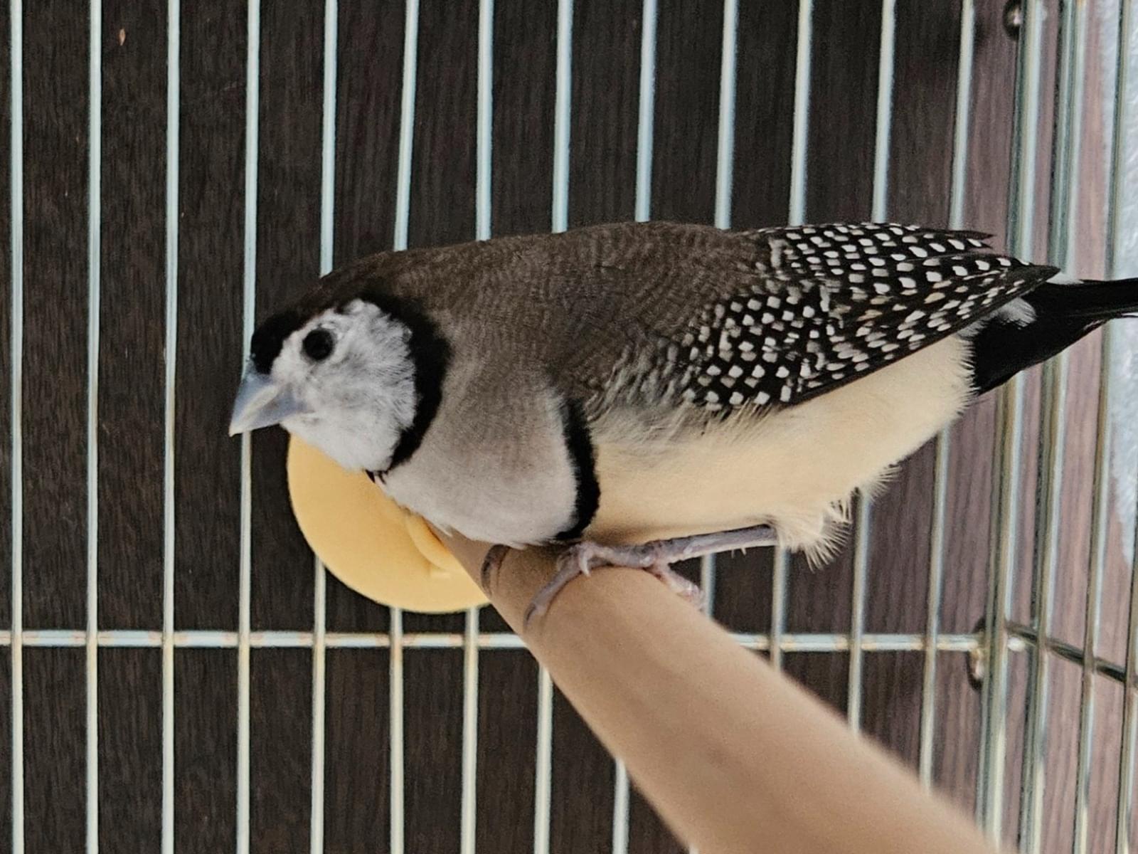 保護された鳥 保護された鳥