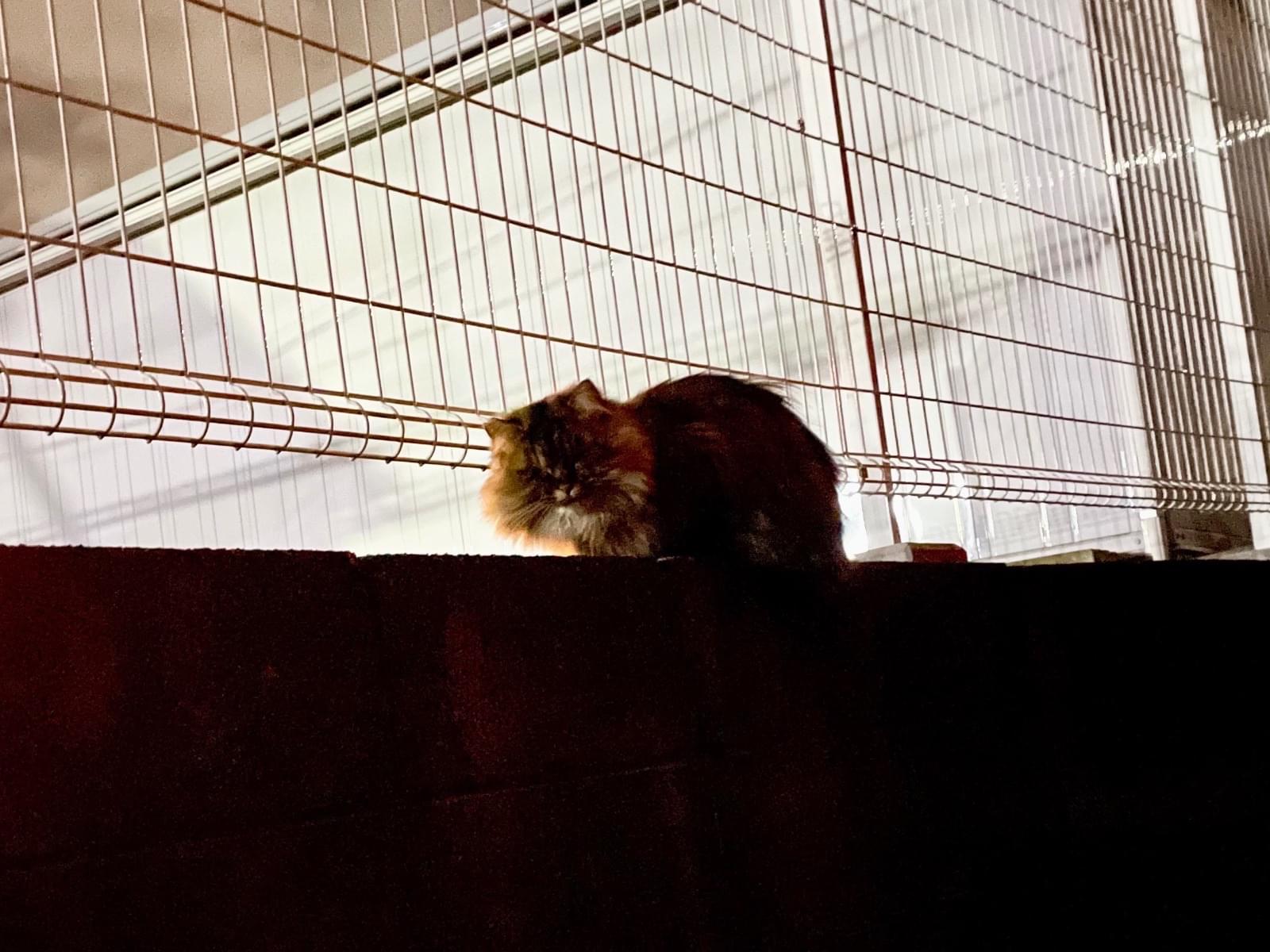 目撃された猫 目撃された猫