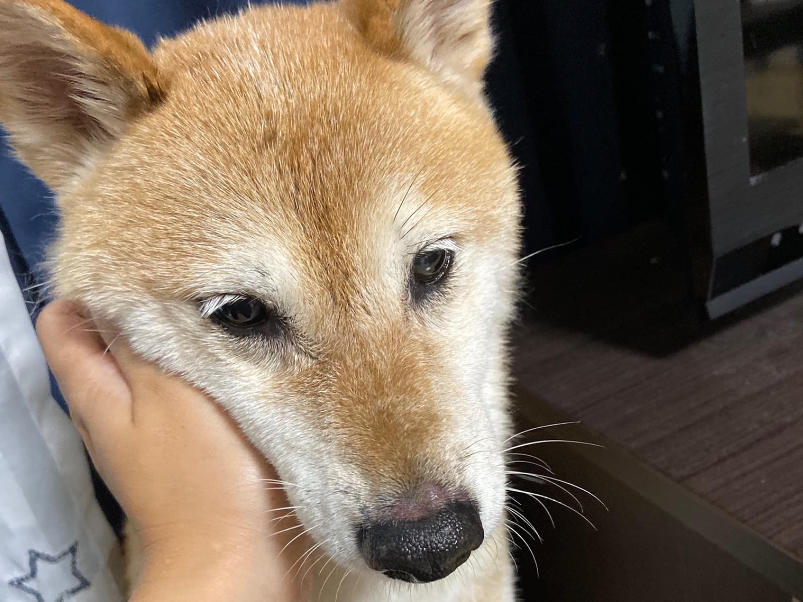 保護された犬 保護された犬