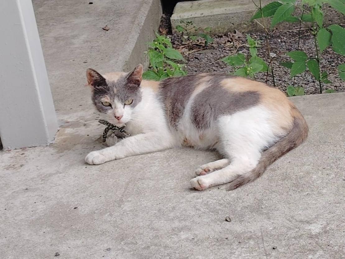 目撃された猫 目撃された猫