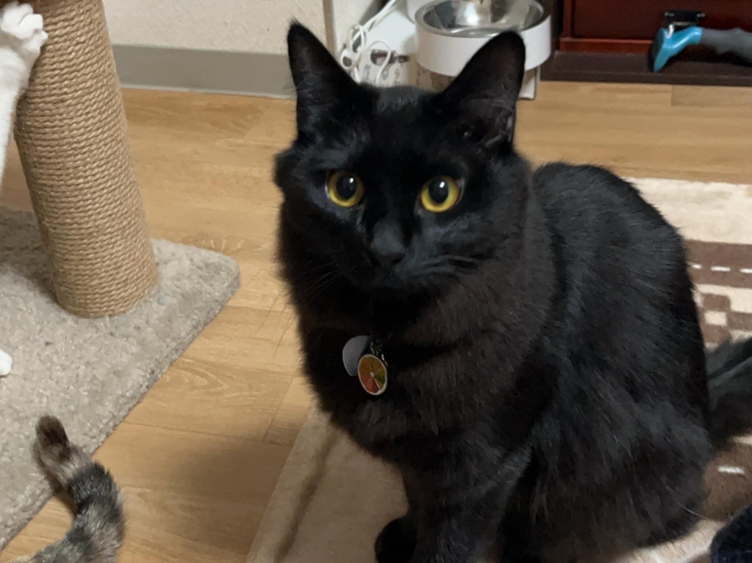 エールちゃん