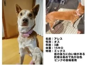 つかいふるしのいぬ 楽天市場】【送料無料 同梱不可】歩行補助ハーネス LaLaWalk Hip