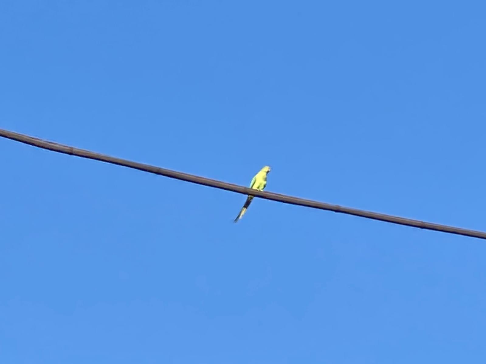 目撃された鳥 目撃された鳥