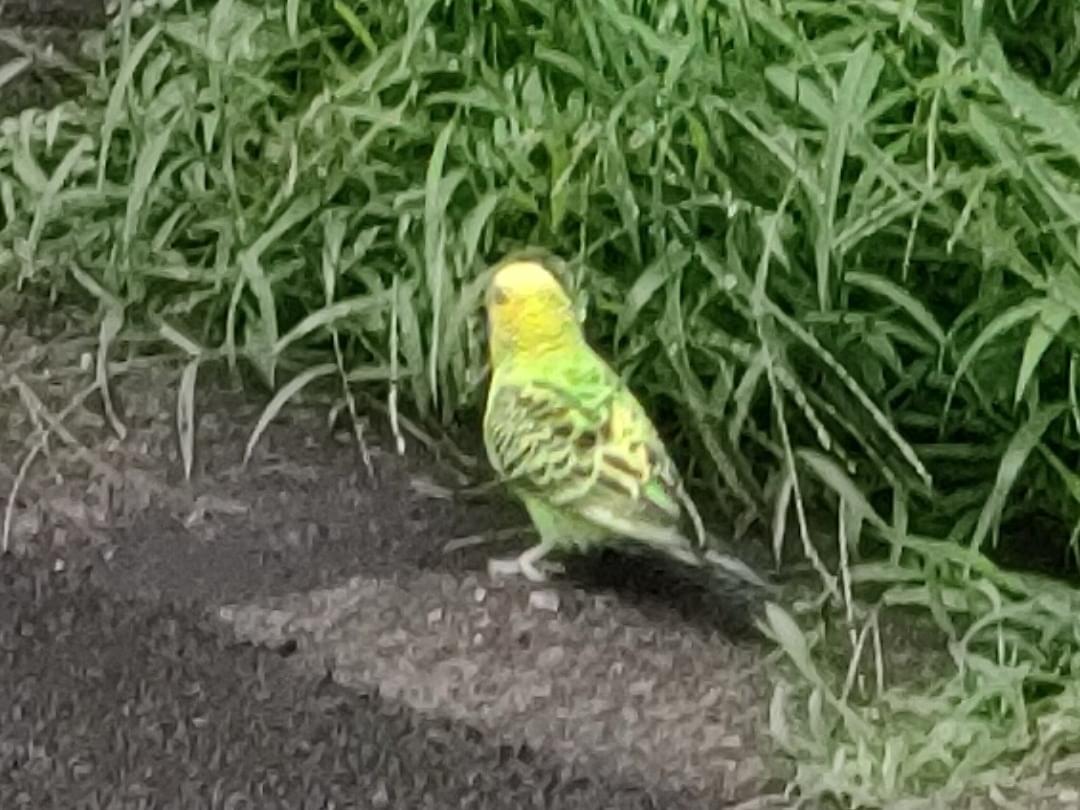 目撃された鳥 目撃された鳥