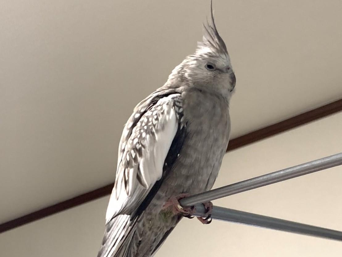 保護された鳥 保護された鳥
