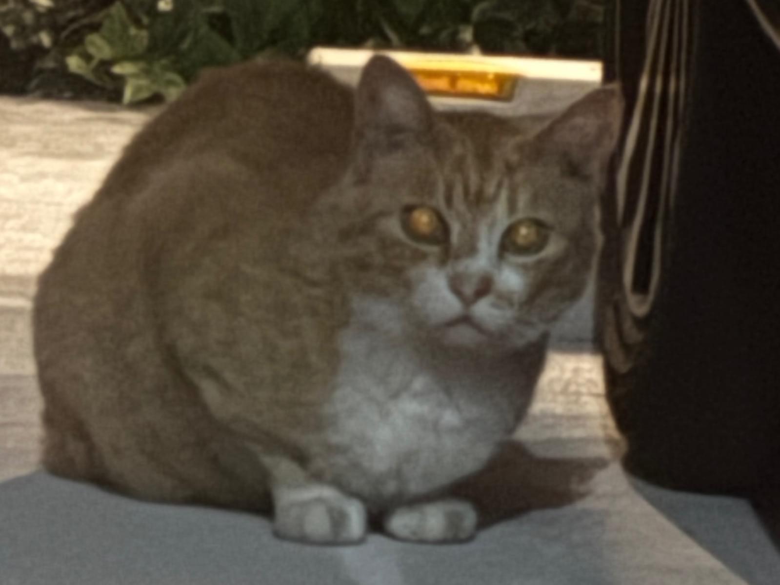 目撃された猫