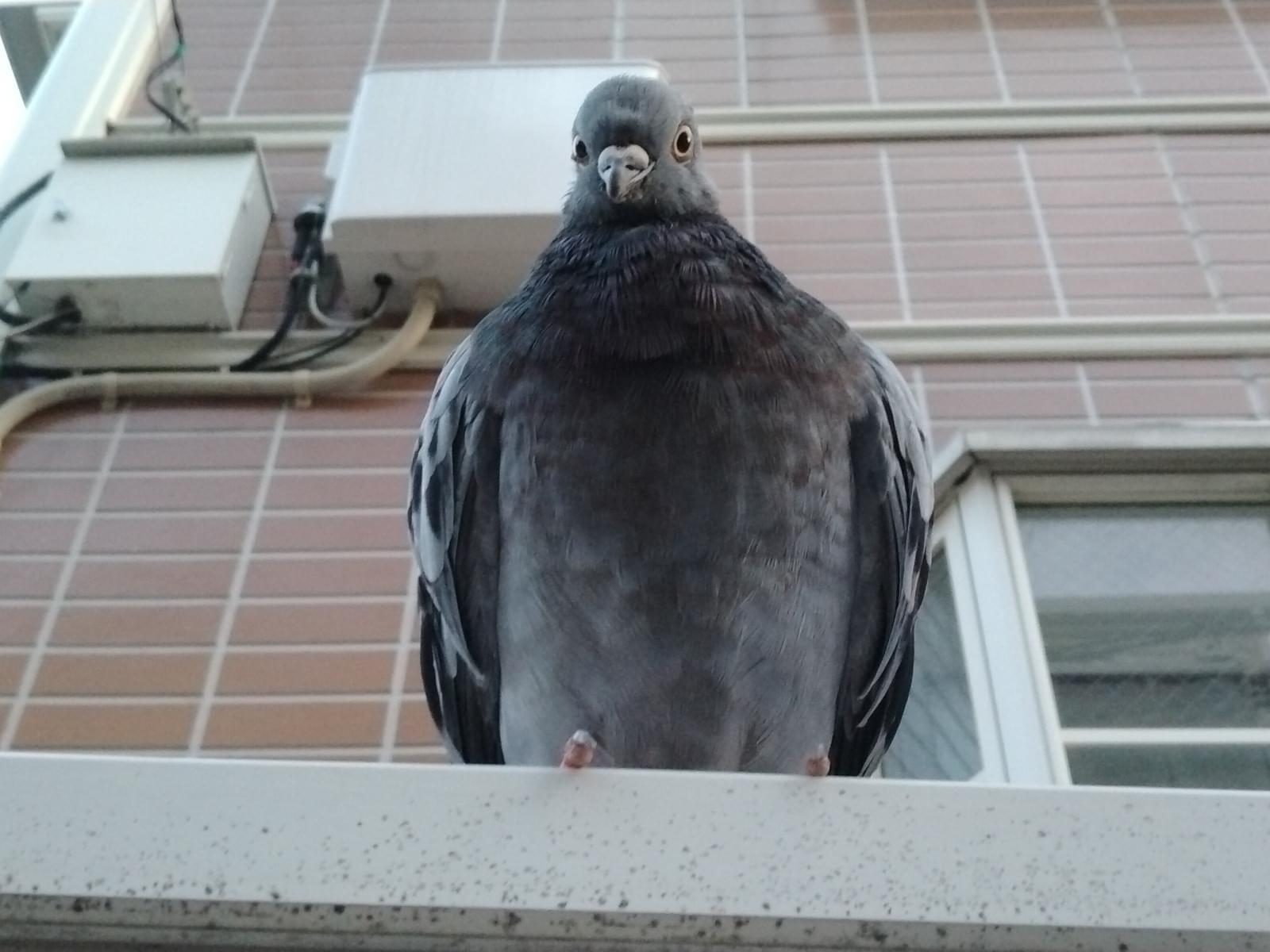 目撃された鳥 目撃された鳥