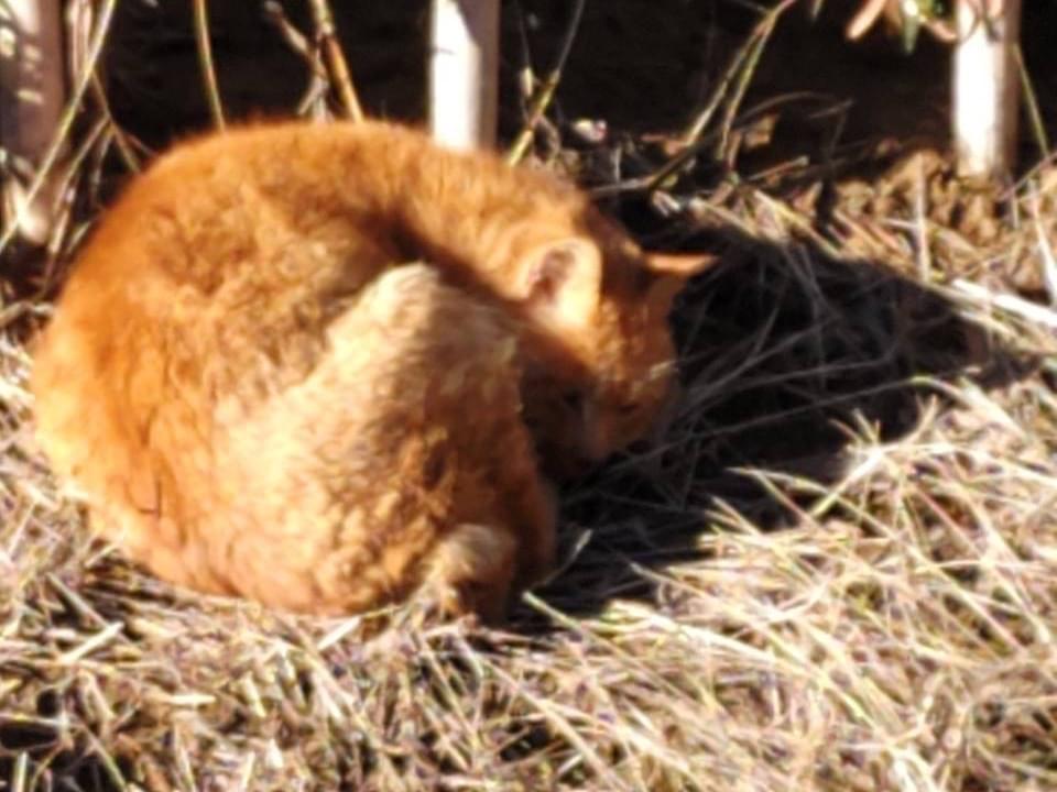目撃された猫 目撃された猫