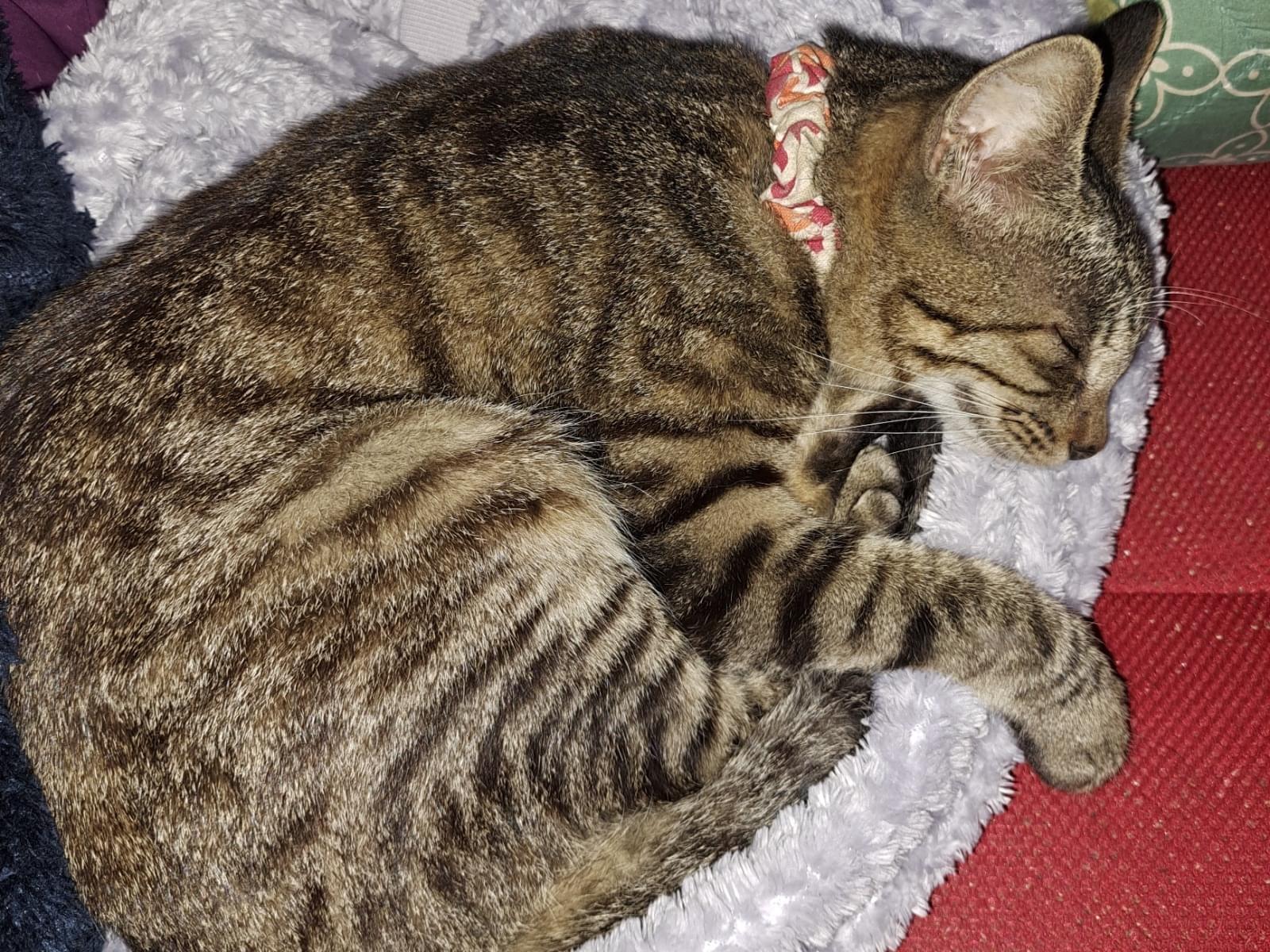 保護された猫 保護された猫